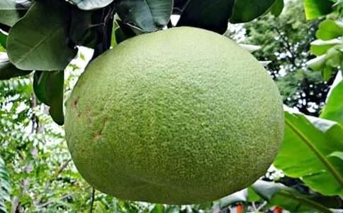 ����Ƥ��ʲô��Ч�c����