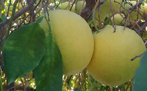 柚子的自述作文