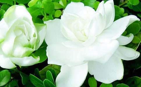 ����ėd�ӻ�