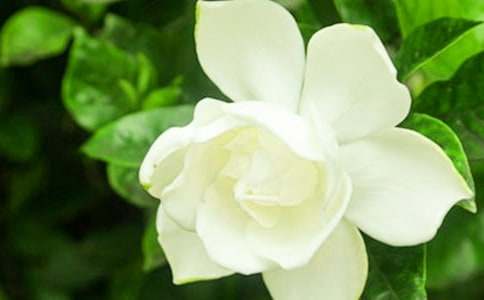 ���ԗd�ӻ����B(y��ng)ֳ����