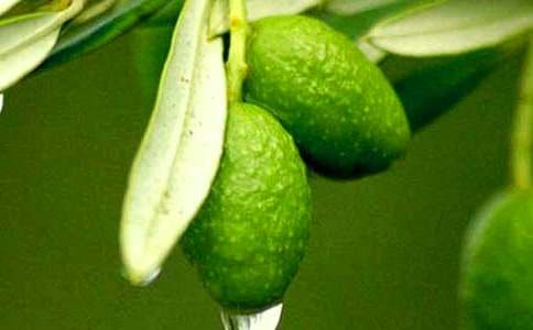 屈臣氏買的橄欖油!沒寫孕婦專用!也沒寫防止壬辰紋,還可以用嗎?