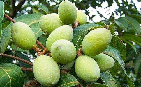 �ϙ��͵Ĺ�Ч�c�������ϙ��͵ĳԷ��÷�