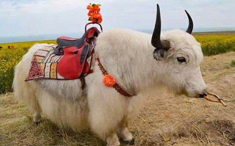 �ຣ��ѩ����ţ����ƏV��ʽ