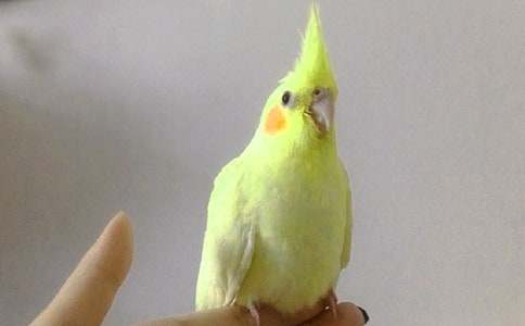 虎皮鸚鵡作文優(yōu)選(15篇)