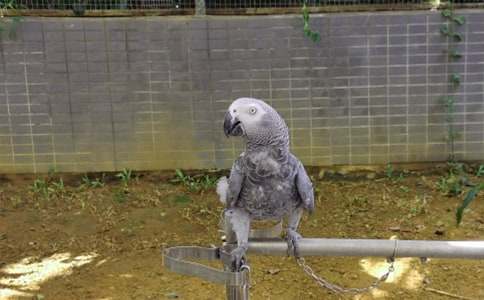 我的寵物作文鸚鵡