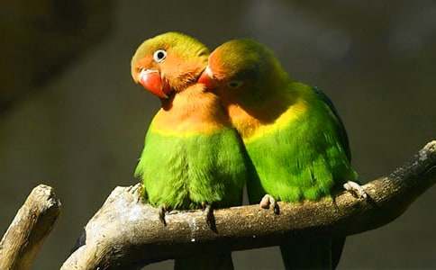 我的鸚鵡作文【精品】