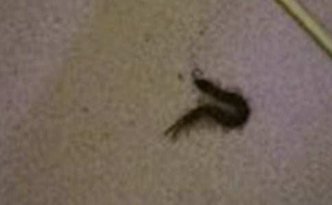 ˮ�������Bֳ����