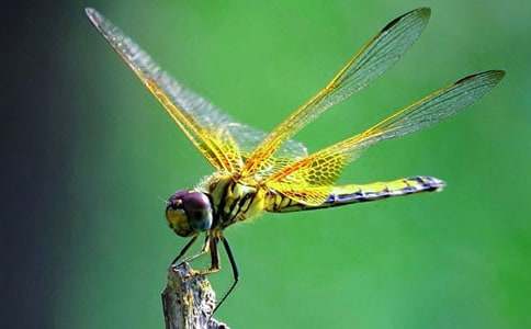 《放飛蜻蜓》課后反思