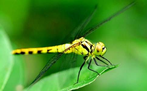 ���w���ѽ̌W(xu��)�O(sh��)Ӌ(j��)���]