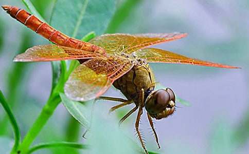 һֻ��������