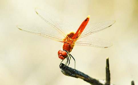 �����w���ѡ��n��˼2ƪ