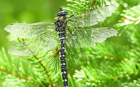 課文放飛蜻蜓的教學(xué)反思