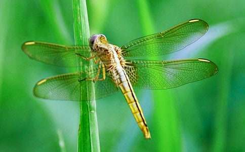 ���w���ѽ̌W�OӋ