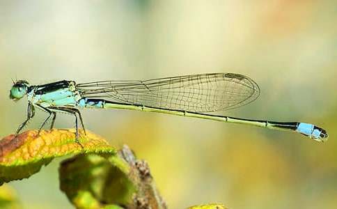 �����w���ѡ��̌W(xu��)�O(sh��)Ӌ(j��)