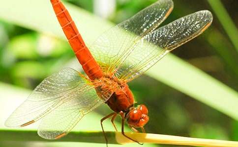 �����w���ѡ��n�Ľ̌W��˼