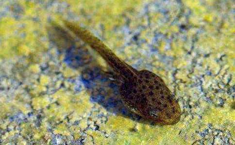 捉蝌蚪作文(范例15篇)