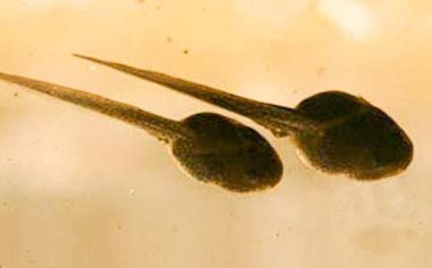 [��(j��ng)��]С���L��С���̰�