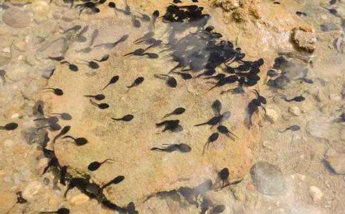 【精華】抓蝌蚪作文