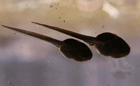 С����ҋ����u�n�彛��[4ƪ]