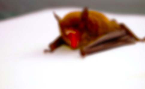 《蝙蝠和雷達(dá)》評(píng)課稿5篇(優(yōu)秀)