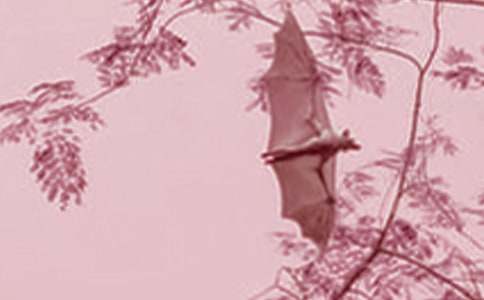 蝙蝠和雷達(dá)教學(xué)設(shè)計(jì)15篇(薦)