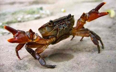 大班制作螃蟹教案