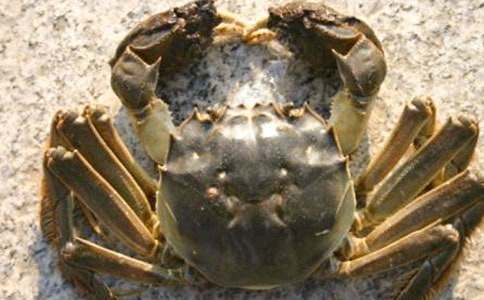 《孤獨的小螃蟹》讀后感