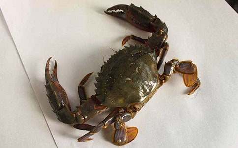 螃蟹不吃東西怎么辦