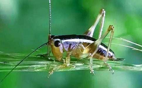 蟋蟀讀后感通用