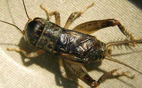 蟋蟀的住宅評(píng)課稿14篇