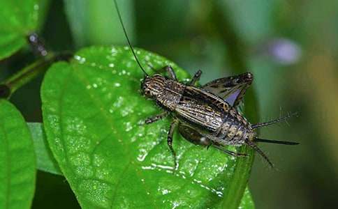 蟋蟀還鄉(xiāng)作文