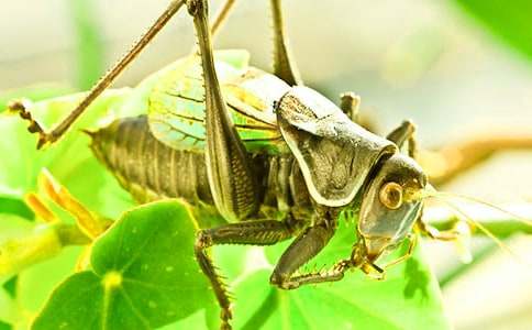 蟋蟀的住宅作文【經(jīng)典】