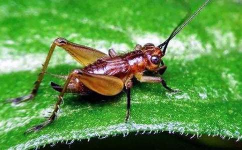 蟋蟀的住宅評課稿集錦