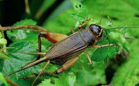 ���סլ�u(p��ng)�n��[��(y��u)�x]