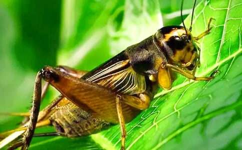 ���סլ�u(p��ng)�n��R����11ƪ��