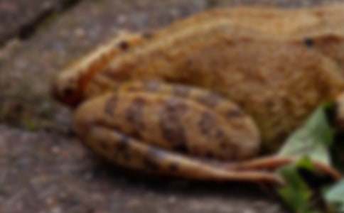 制作蟾蜍骨骼標(biāo)本作文