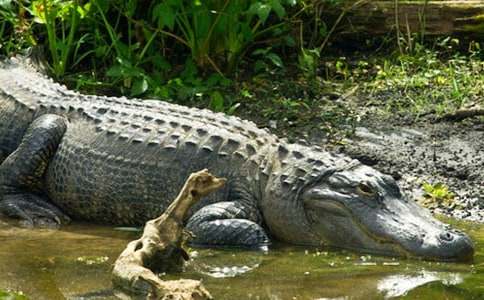 �{�~(y��)��Ĺ�Ч�����ü�����