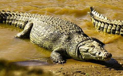 中班自主操作觀察記錄與分析鱷魚變形記反思