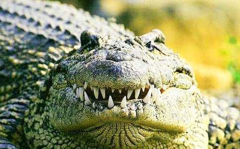 �{�~�ِ�������