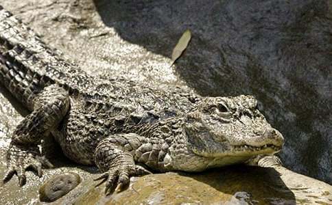 鱷魚(yú)的眼淚是什么意思