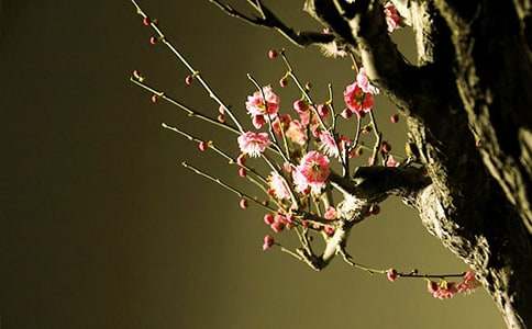 ��÷���꡷�x���