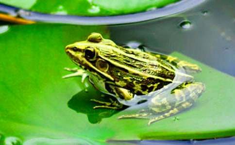 �а�ˇ�gС�����������̰������x10ƪ��