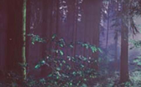 �а�ˇ�g��ӷ������Mδ����ɭ��