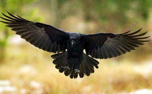 ���͞��f�����ӡ��x���13ƪ