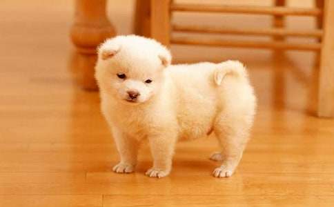 ���ˇ�g��ӷ���С������