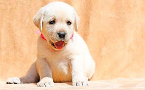 �ҵČ���С������(���\15ƪ)