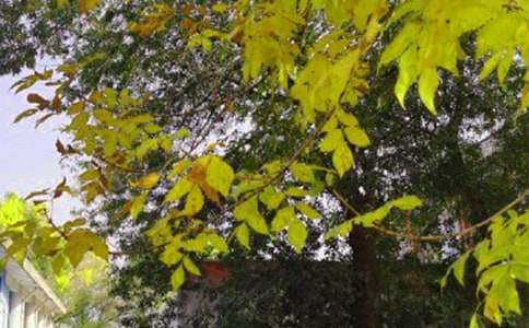 ����־�簲�İ�95��