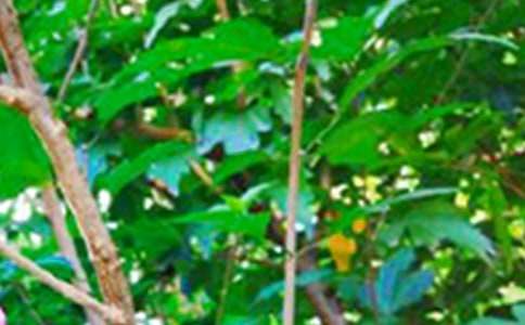 �P(gu��n)��ů���簲�İ�80��